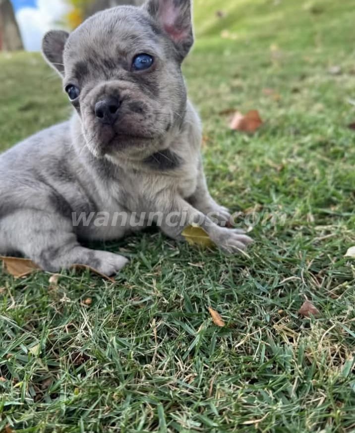 100 US$ - Venta de Cachorros Saludables y Hermosos (Puerto plata)