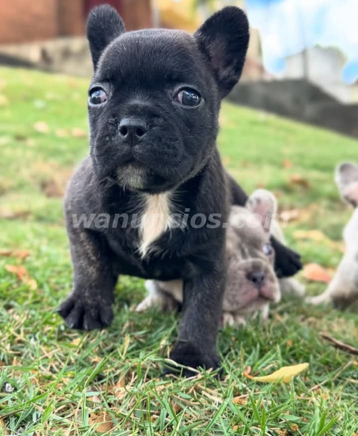 100 US$ - Venta de Cachorros Saludables y Hermosos (Puerto plata) 2