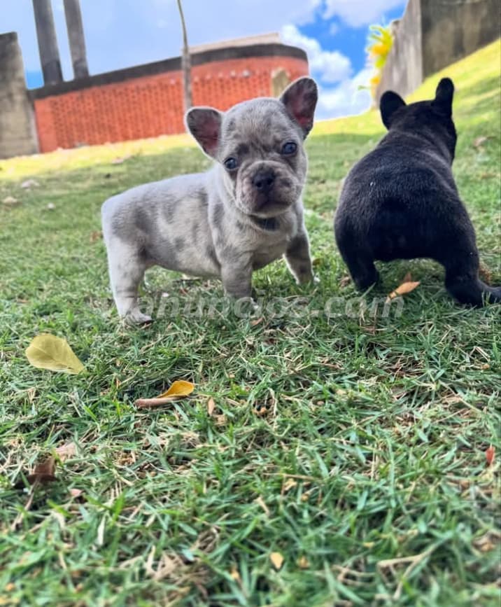 100 US$ - Venta de Cachorros Saludables y Hermosos (Puerto plata) 3