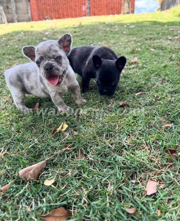 100 US$ - Venta de Cachorros Saludables y Hermosos (Puerto plata) 4