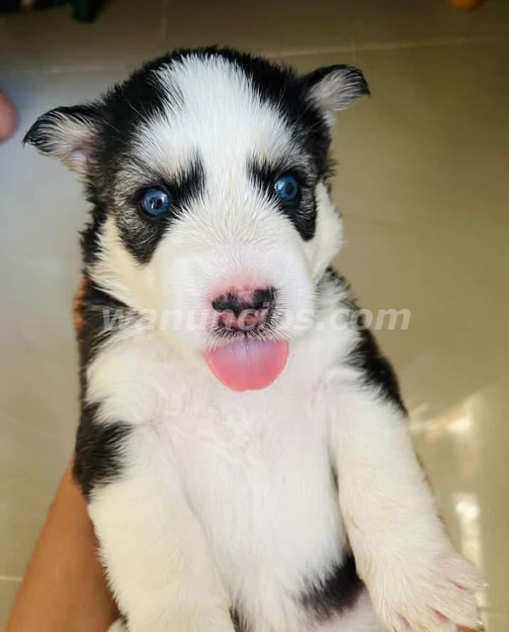 100 US$ - Venta de Cachorros Saludables y Hermosos (Puerto plata) 5