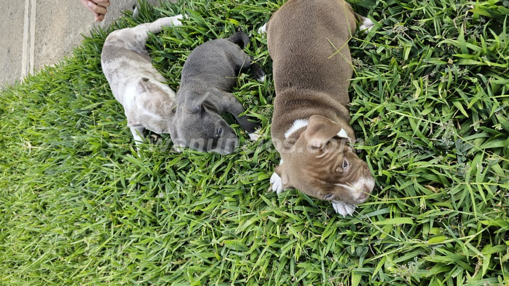 60 US$ - Vendo perritos de raza, padres a la vista (Santa ana)