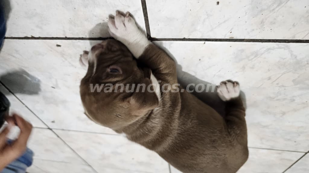 60 US$ - Vendo perritos de raza, padres a la vista (Santa ana) 2