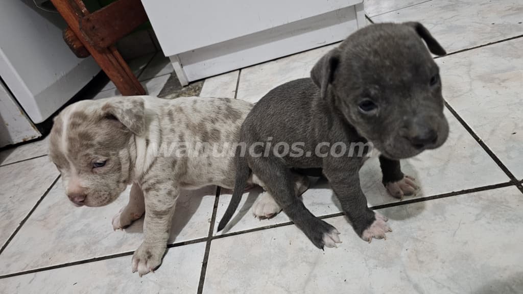 60 US$ - Vendo perritos de raza, padres a la vista (Santa ana) 3