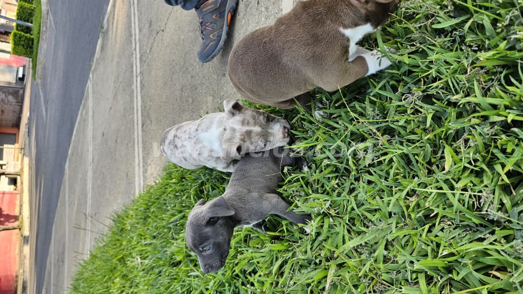 60 US$ - Vendo perritos de raza, padres a la vista (Santa ana) 4