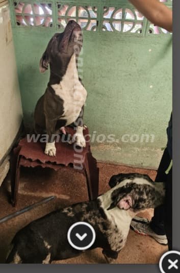60 US$ - Vendo perritos de raza, padres a la vista (Santa ana) 5