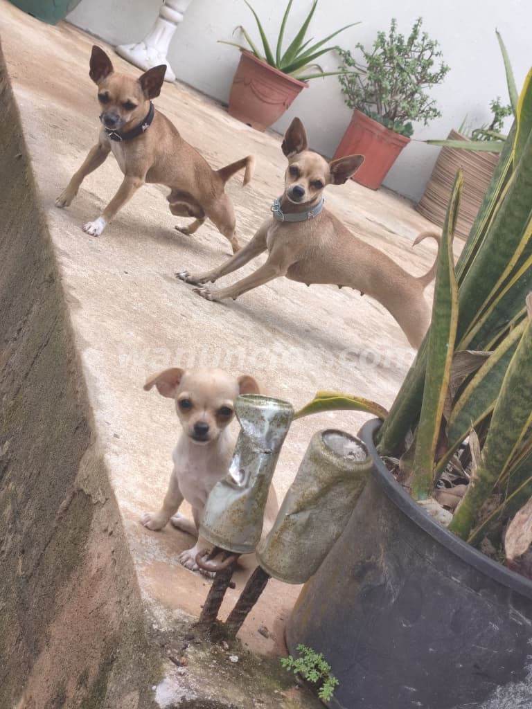 225 Balboas - Chihuahua cachorra va para 3 meses lista (Mañanitas/lado este)