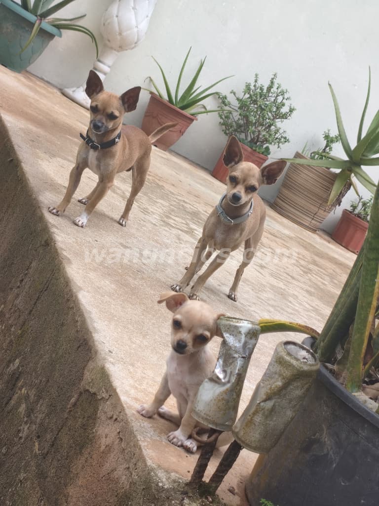225 Balboas - Chihuahua cachorra va para 3 meses lista (Mañanitas/lado este) 2