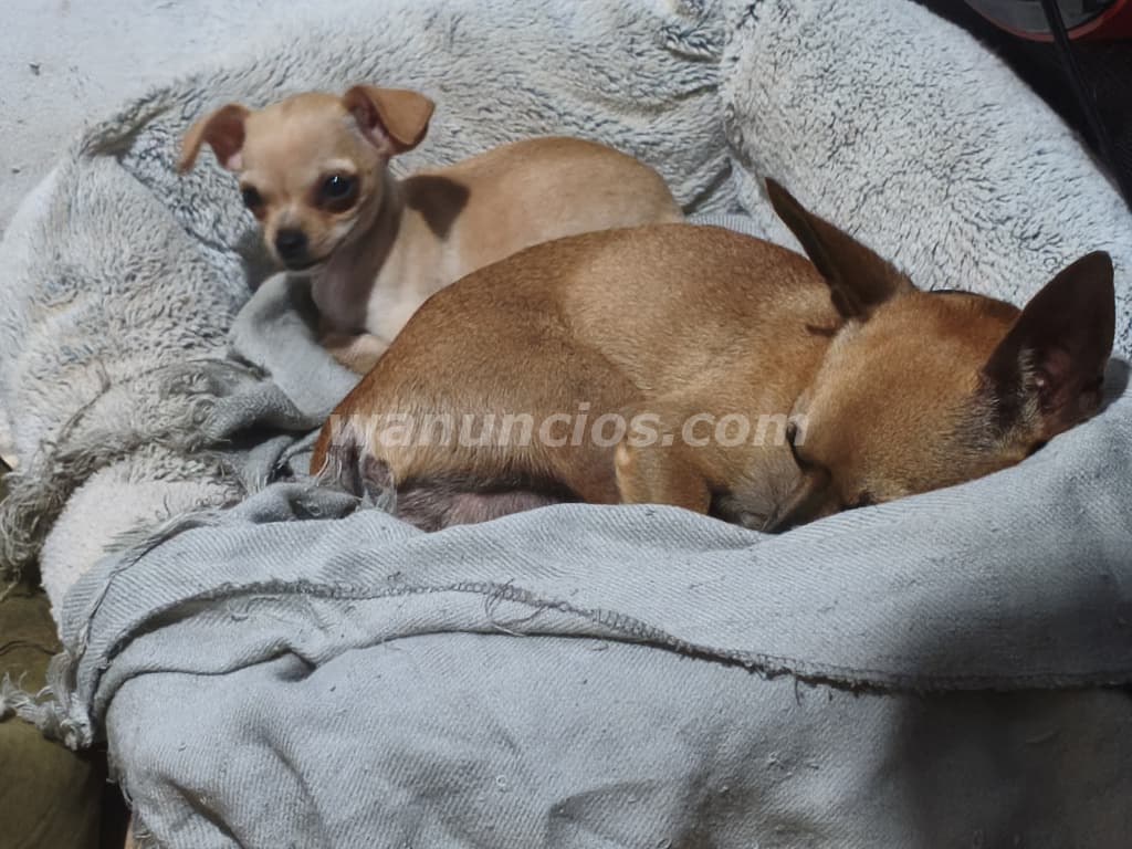 225 Balboas - Chihuahua cachorra va para 3 meses lista (Mañanitas/lado este) 3