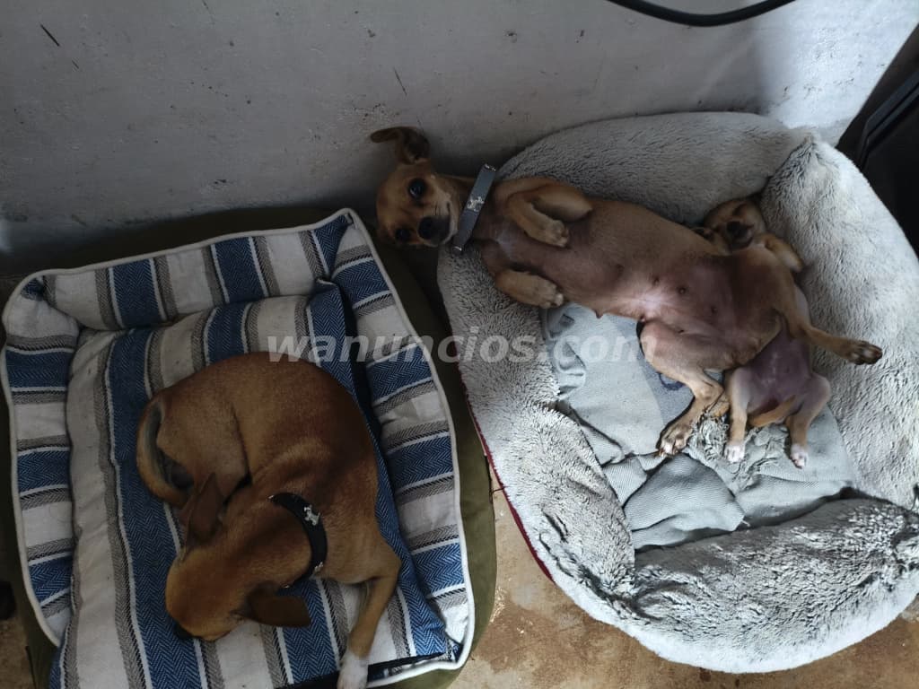 225 Balboas - Chihuahua cachorra va para 3 meses lista (Mañanitas/lado este) 4