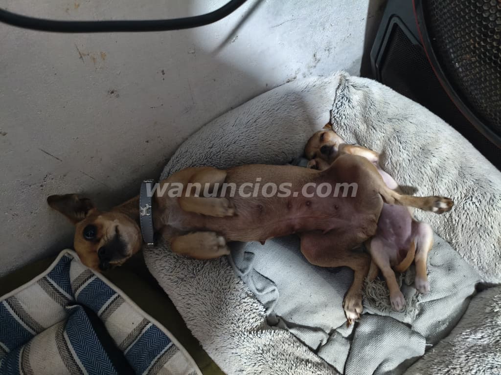 225 Balboas - Chihuahua cachorra va para 3 meses lista (Mañanitas/lado este) 5