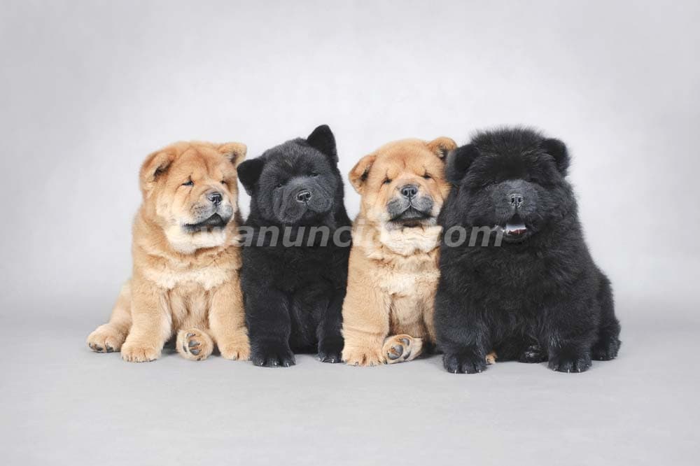 Se ofrece cachorritos de Mastín Tibetano y Chow Chow. 2