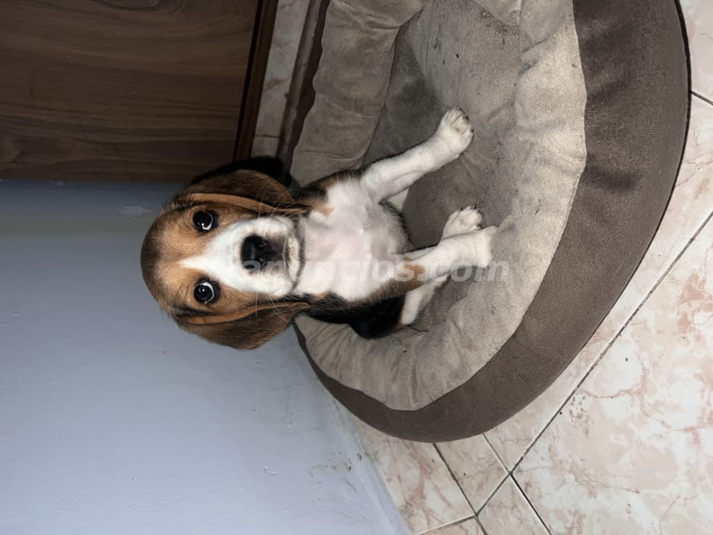 325 US$ - Hermosos cachorros Beagle disponibles en Panamá listos para su nueva familia (Arraijan)