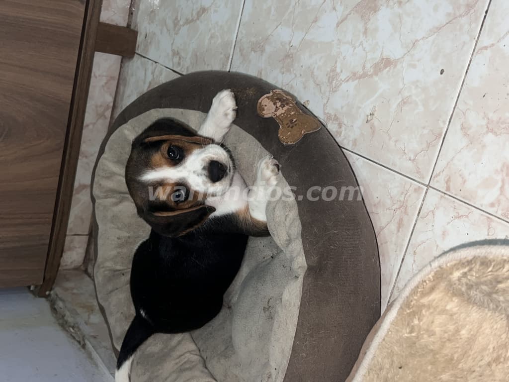 325 US$ - Hermosos cachorros Beagle disponibles en Panamá listos para su nueva familia (Arraijan) 2