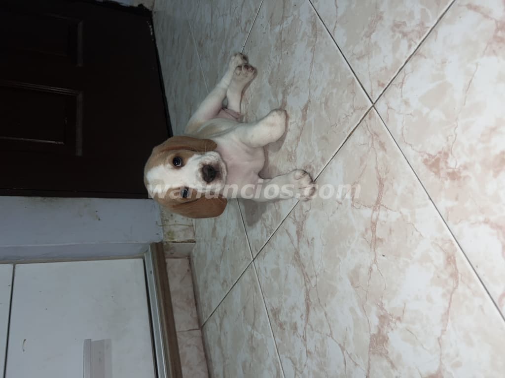 325 US$ - Hermosos cachorros Beagle disponibles en Panamá listos para su nueva familia (Arraijan) 3