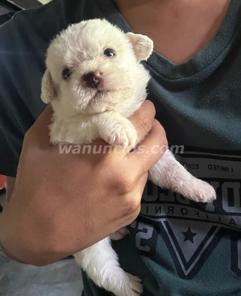 160 US$ - Cachorros French Poodle tamaño Standar, cariñosos y juguetones (Masaya)