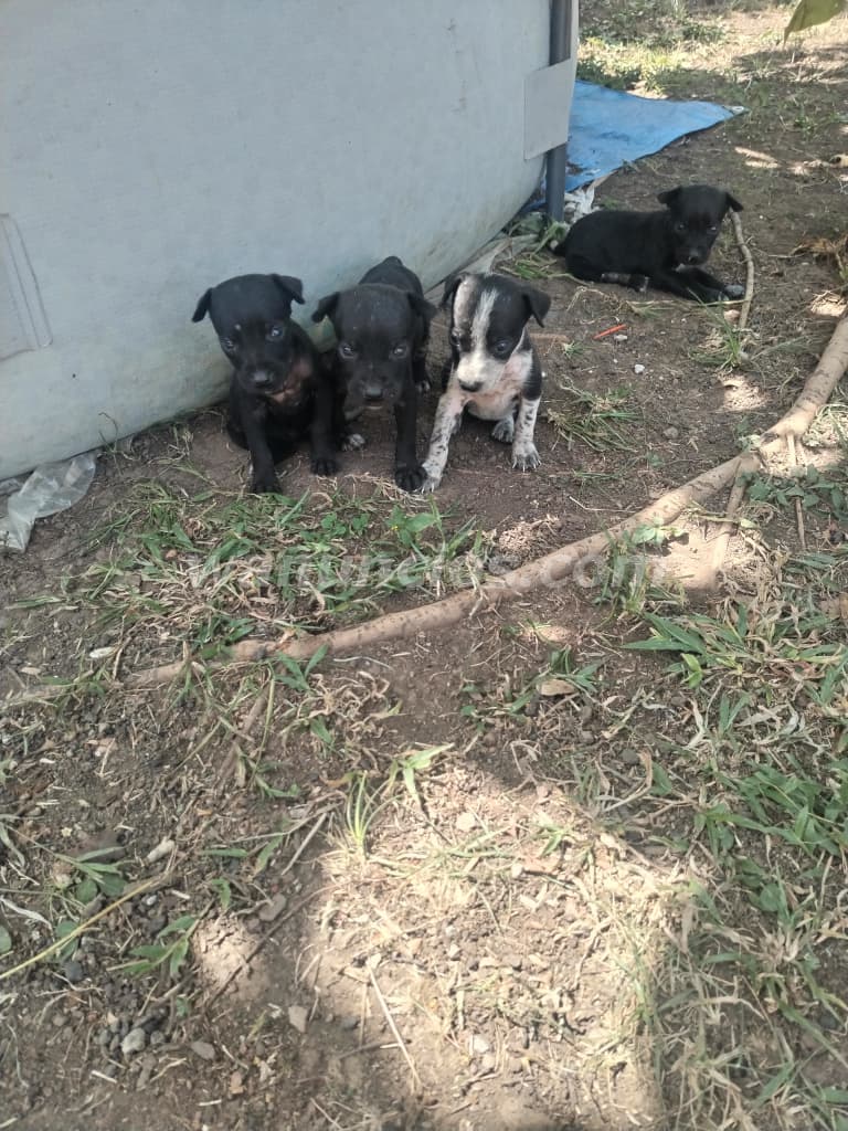 1 Balboas - Perritas buscan hogar amoroso y responsable (Pedregal)