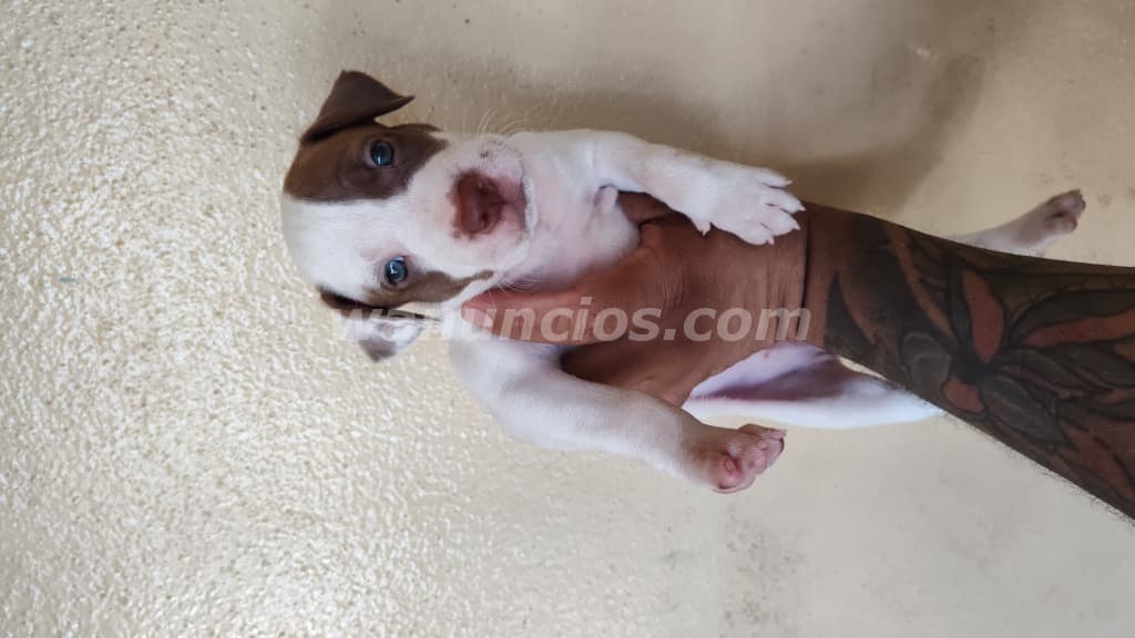 100 US$ - Vendo perros Pitbull con American Stafordshire (Villa flor Sur)