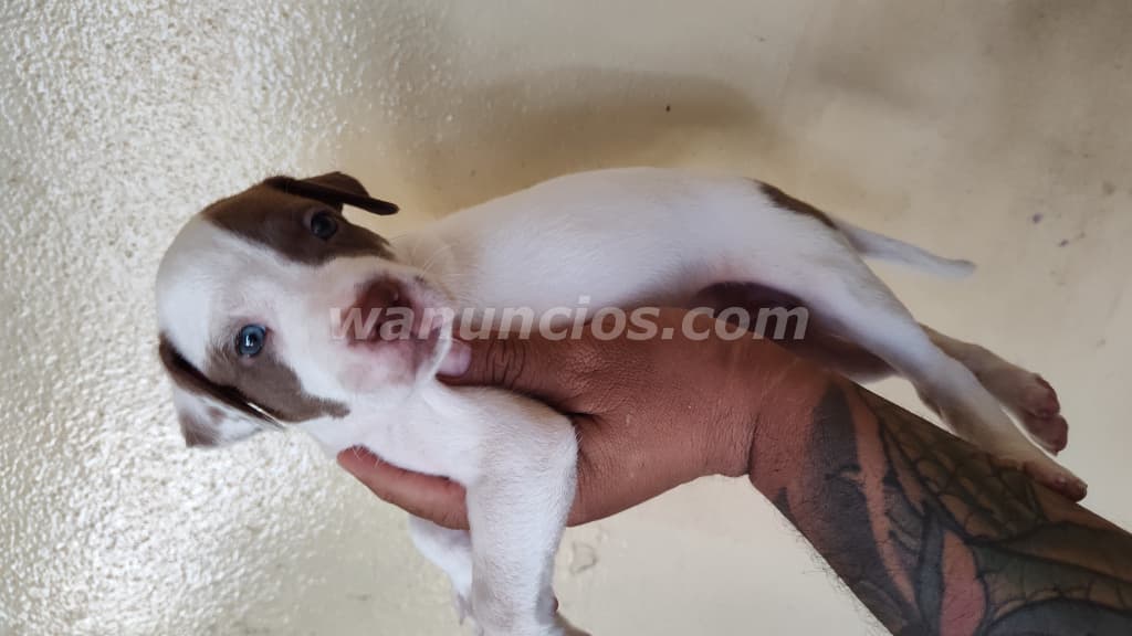 100 US$ - Vendo perros Pitbull con American Stafordshire (Villa flor Sur) 2