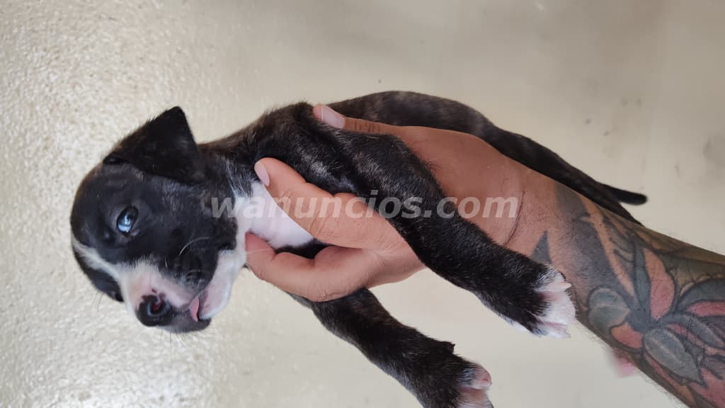 100 US$ - Vendo perros Pitbull con American Stafordshire (Villa flor Sur) 3