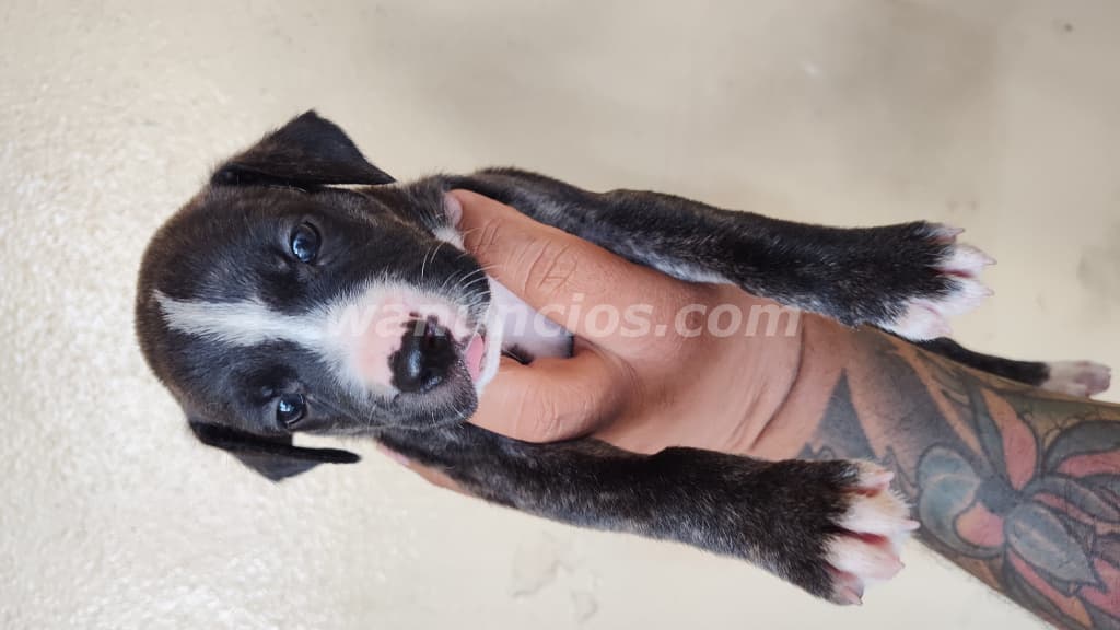 100 US$ - Vendo perros Pitbull con American Stafordshire (Villa flor Sur) 4