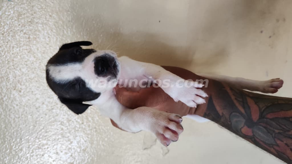 100 US$ - Vendo perros Pitbull con American Stafordshire (Villa flor Sur) 5