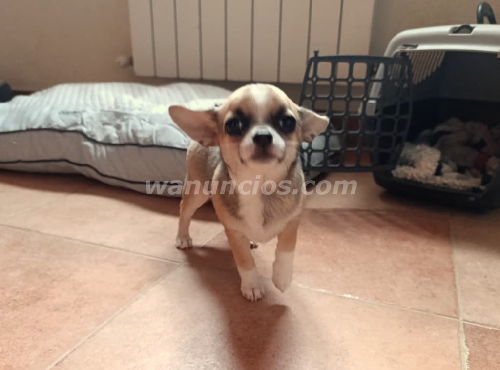 700 € - Disponible última cachorrita chihuahua en Navarra (Navarra) 2