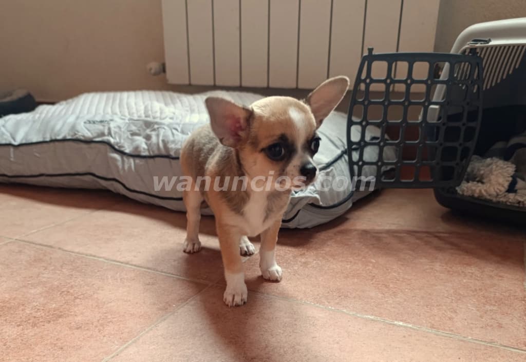 700 € - Disponible última cachorrita chihuahua en Navarra (Navarra) 3