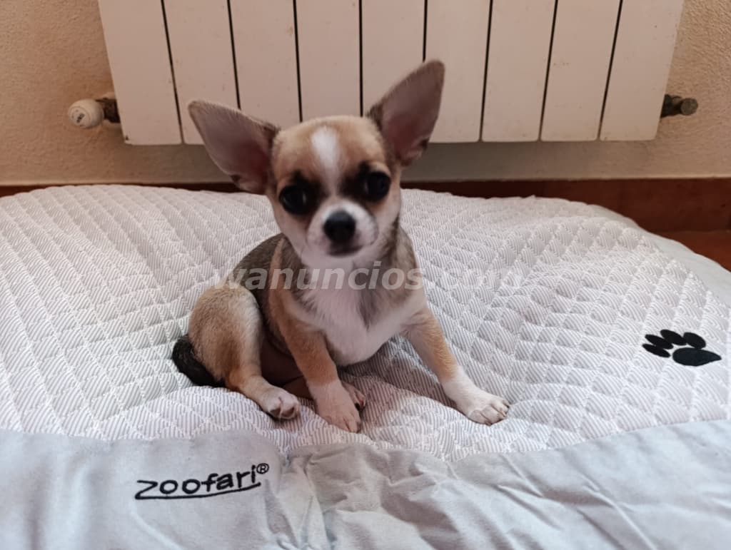 700 € - Disponible última cachorrita chihuahua en Navarra (Navarra) 4