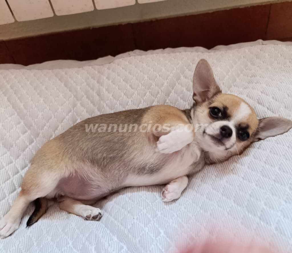 700 € - Disponible última cachorrita chihuahua en Navarra (Navarra) 5