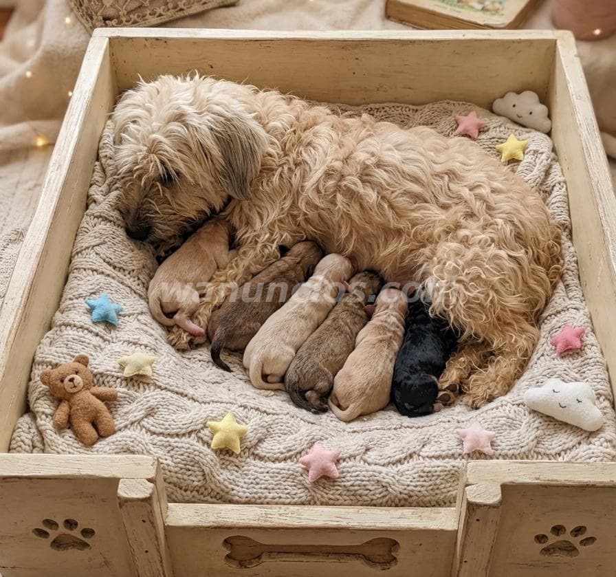 250 Balboas - VENDO CACHORROS CHIGUAGUA TACITA DE TE Y FRENCH POODLE MINI (Las Tablas) 2