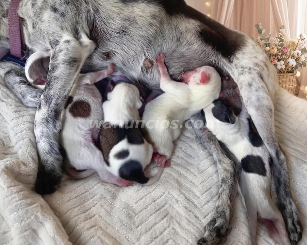 250 Balboas - VENDO CACHORROS CHIGUAGUA TACITA DE TE Y FRENCH POODLE MINI (Las Tablas) 3