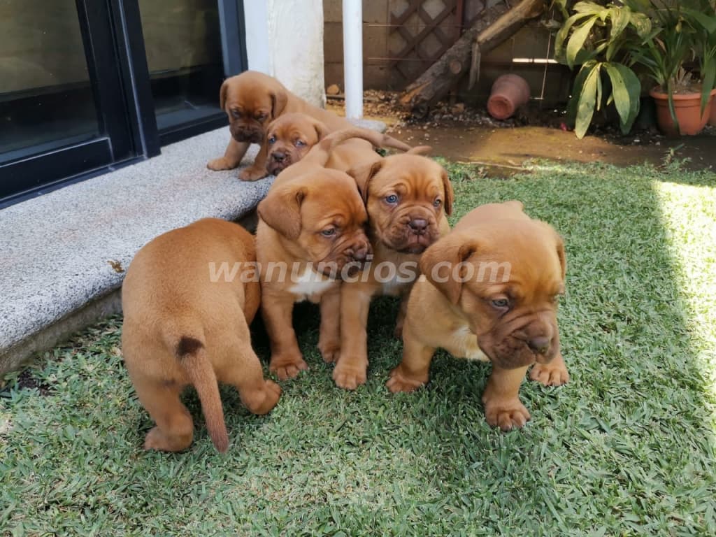 1.500 US$ - Dogo de Burdeos con registro internacional
