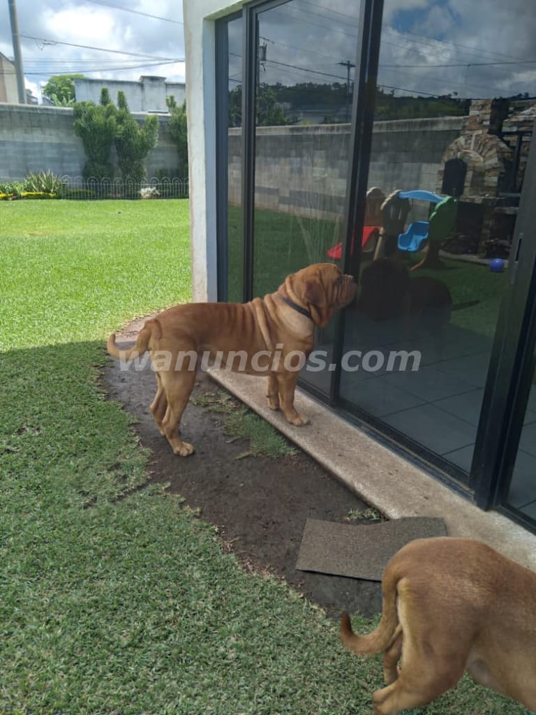 1.500 US$ - Dogo de Burdeos con registro internacional 2