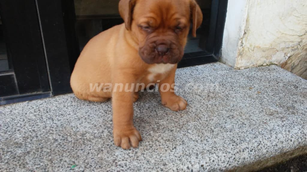 1.500 US$ - Dogo de Burdeos con registro internacional 3