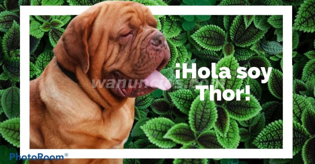1.500 US$ - Dogo de Burdeos con registro internacional 4