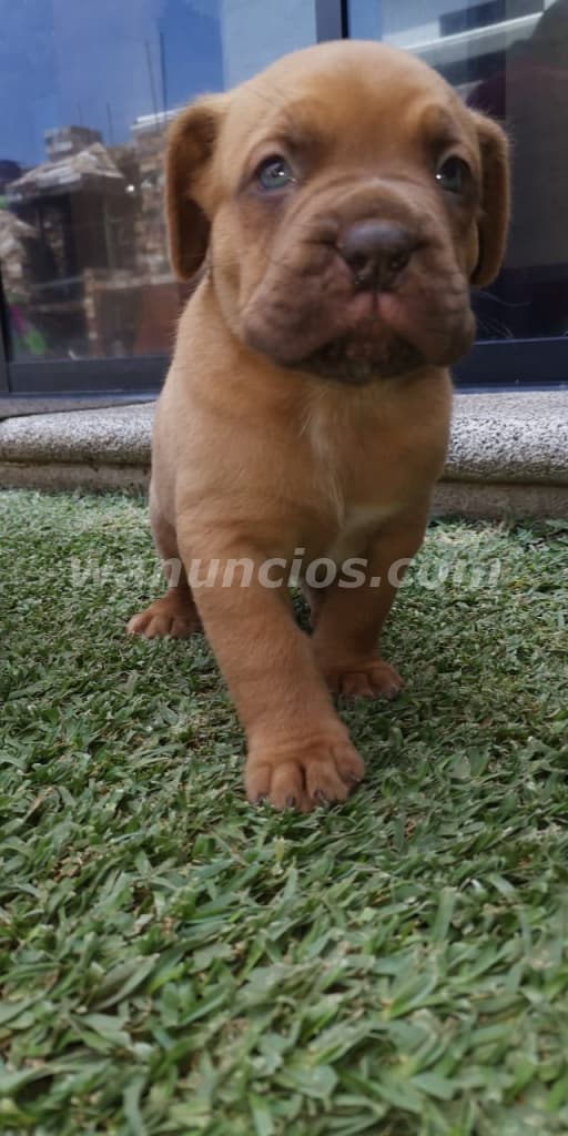 1.500 US$ - Dogo de Burdeos con registro internacional 5