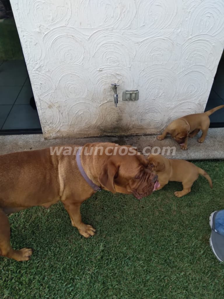 1.500 US$ - Dogo de Burdeos con registro internacional y tatuaje (frontera guate) 5