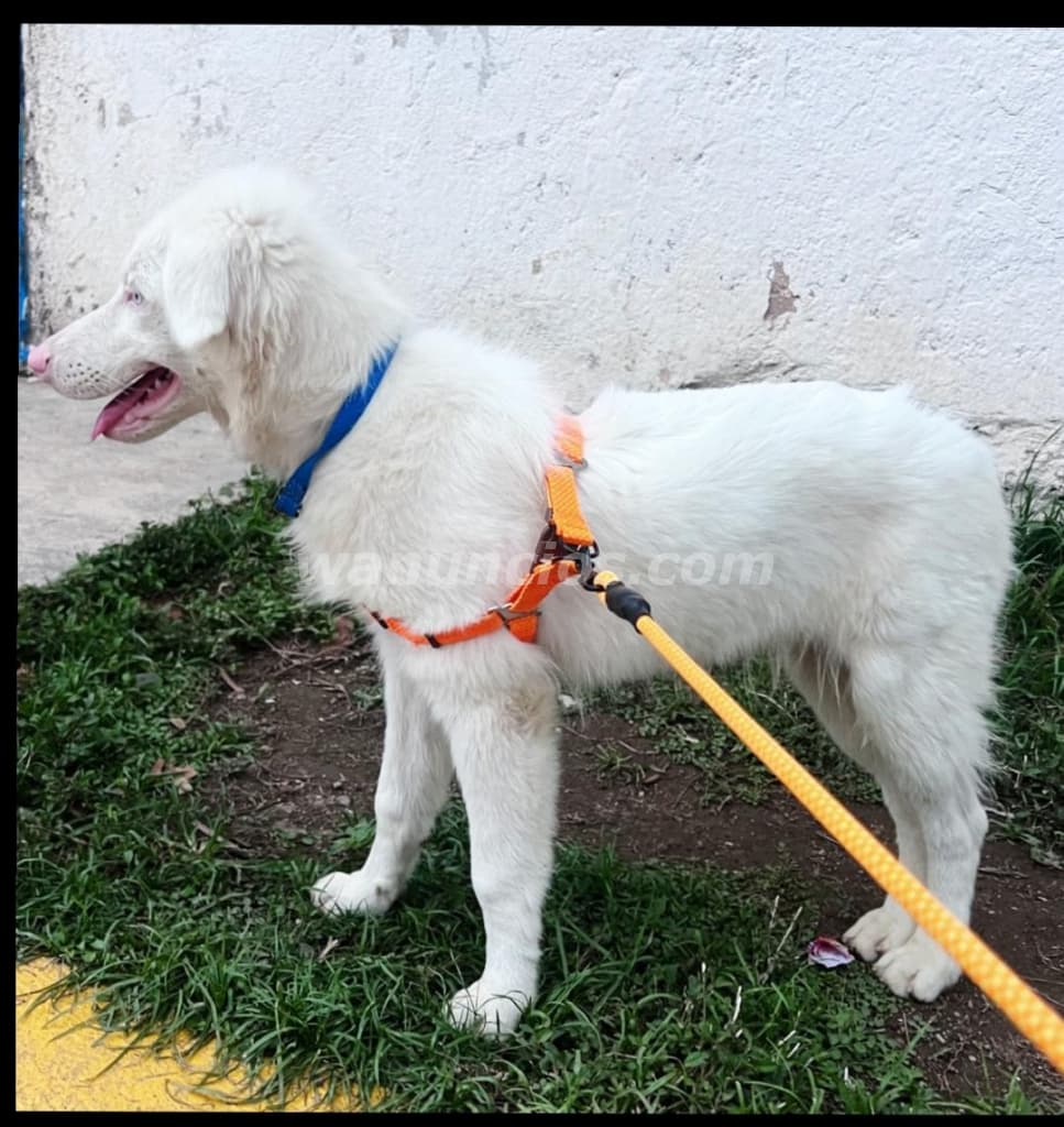 Cachorros de Pastor Australiano Ovejero Puros (A Nivel Nacional)
