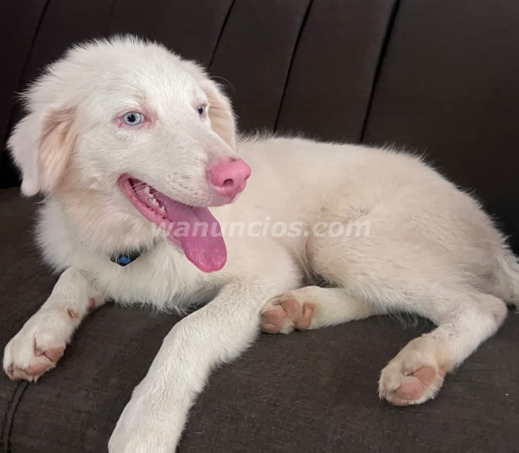 Cachorros de Pastor Australiano Ovejero Puros (A Nivel Nacional) 3