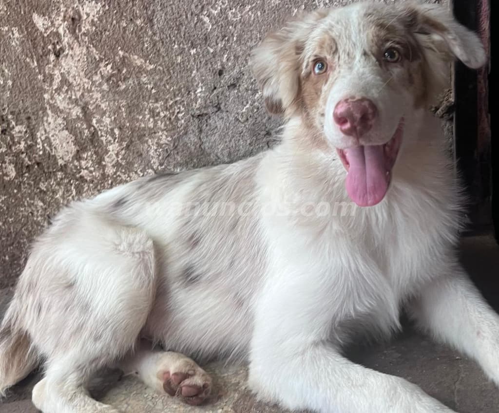 Cachorros de Pastor Australiano Ovejero Puros (A Nivel Nacional) 4