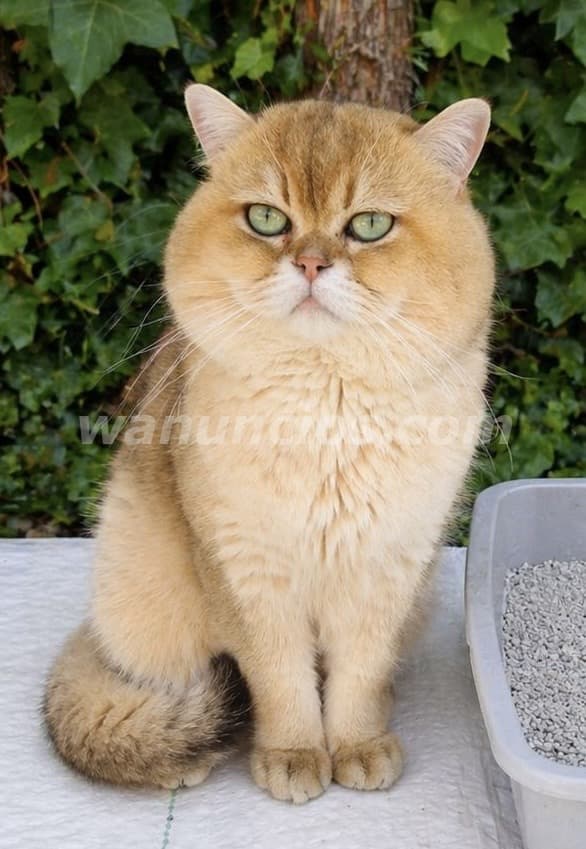 250 € - MONTA DE GATOS SEMENTAL DE PEDIGRI de CALIDA D (LAS ROZAS DE MADRID)