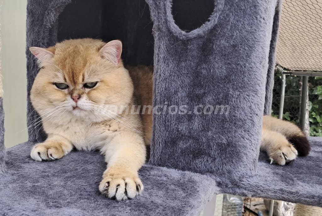 250 € - MONTA DE GATOS SEMENTAL DE PEDIGRI de CALIDA D (LAS ROZAS DE MADRID) 2