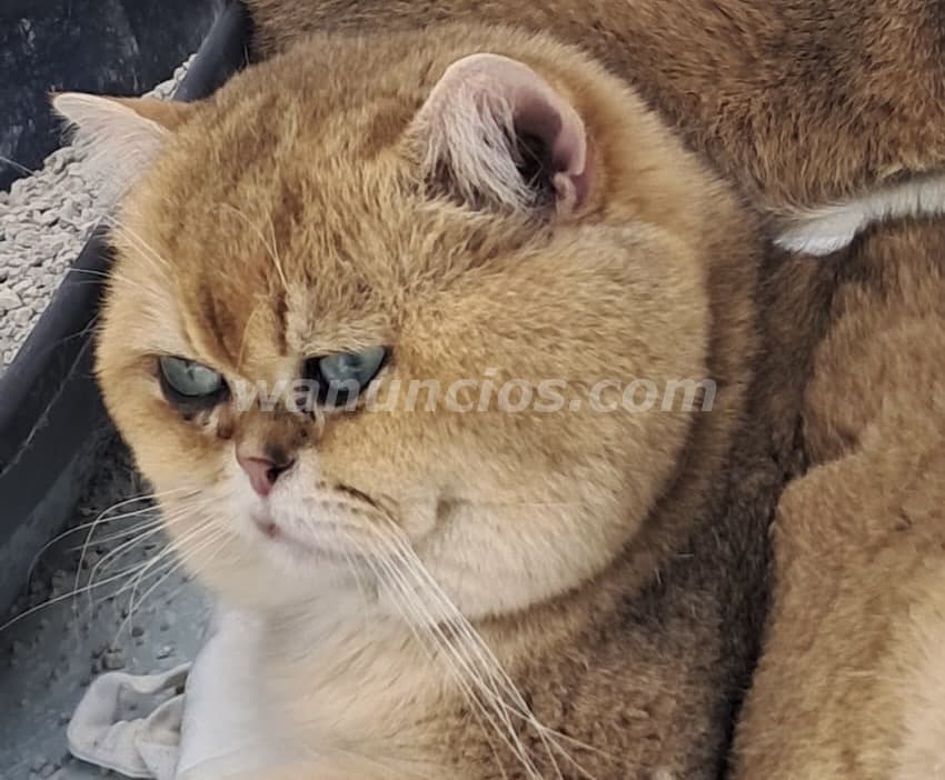 250 € - MONTA DE GATOS SEMENTAL DE PEDIGRI de CALIDA D (LAS ROZAS DE MADRID) 3
