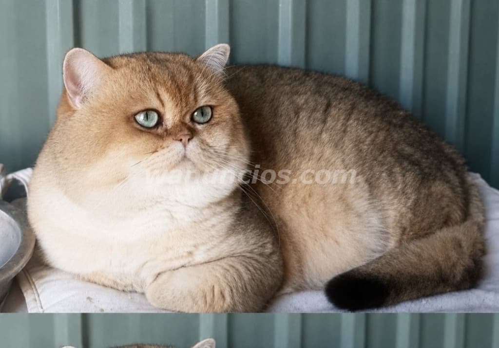 250 € - MONTA DE GATOS SEMENTAL DE PEDIGRI de CALIDA D (LAS ROZAS DE MADRID) 4