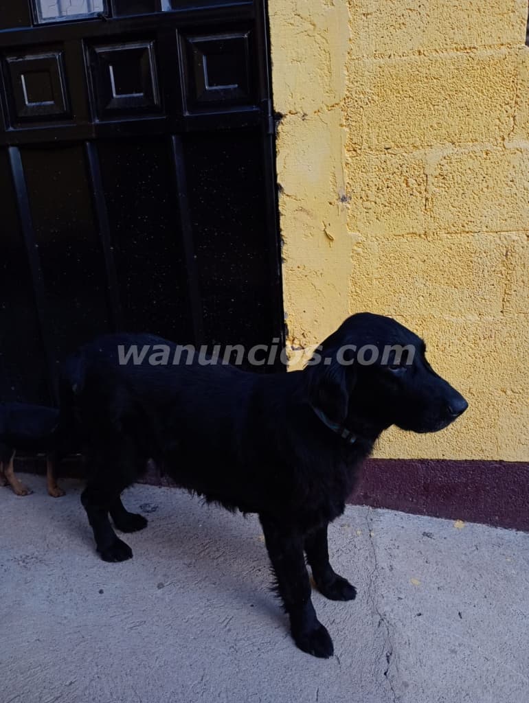 3.000 Quetzales - Golden flat cargada de un golden retriever (Guatemala) 2