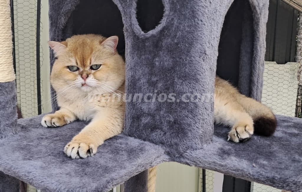 180 € - Monta de gato British Shortair golden con certificado de pedigri (Las Rozas)