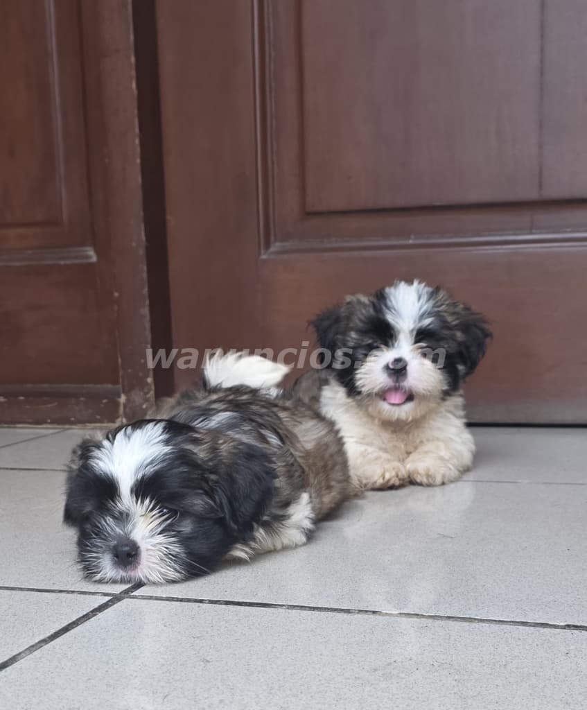 3 € - Cachorros Shih-Tzu 222222222222222222222 (Managua)