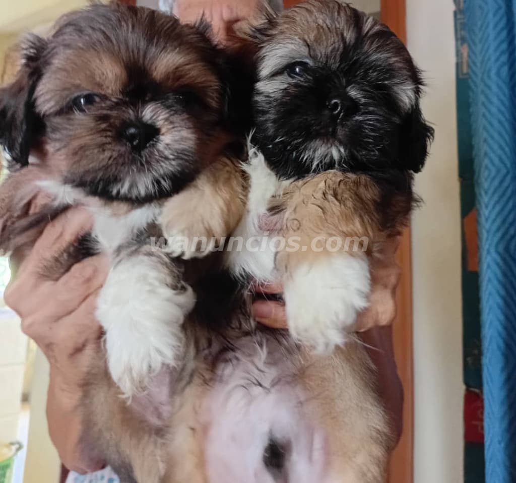 Se venden cachorros shitzu, una hembra y un macho 50 días de nacidos (Toda la habana)