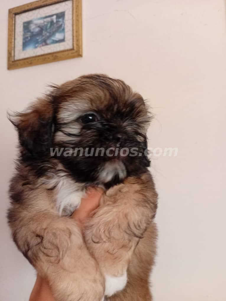 Se venden cachorros shitzu, una hembra y un macho 50 días de nacidos (Toda la habana) 2